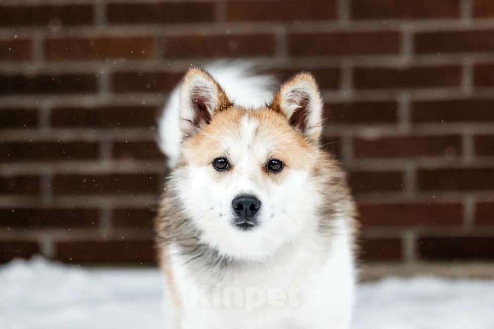 Собаки в Москве: Шпиц Фрэд в добрые руки Мальчик, 1 руб. - фото 5