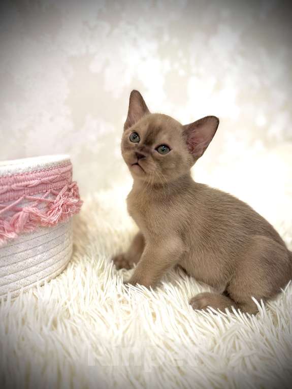 Кошки в Екатеринбурге: Клубные котята Европейской бурмы Мальчик, 60 000 руб. - фото 6