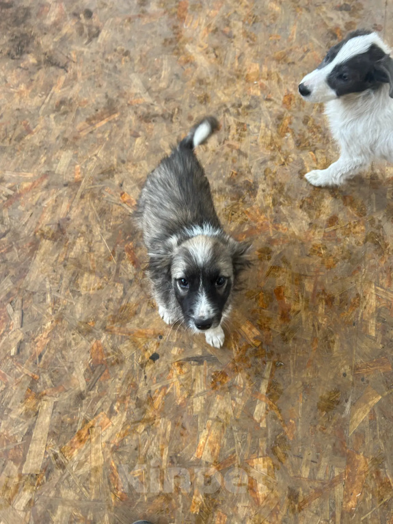 Собаки в Москве: Малышки-девчонки в добрые руки Девочка, Бесплатно - фото 1