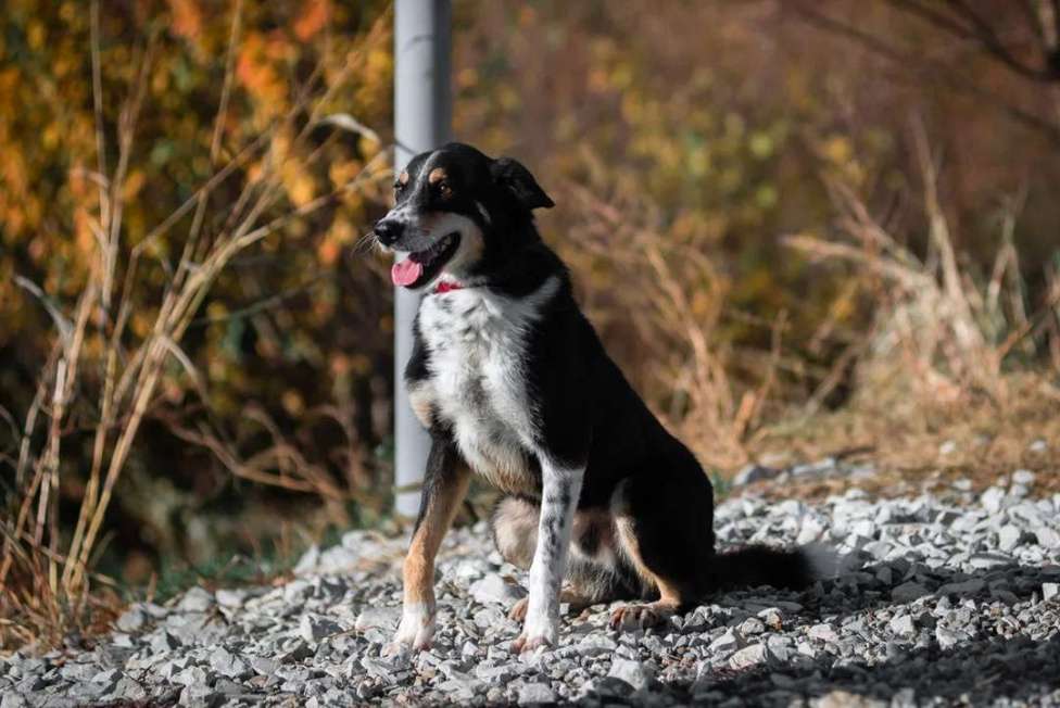 Собаки в других городах Краснодарского края: Метис зенненхунда в дар чипирован с доставкой Мальчик, Бесплатно - фото 5