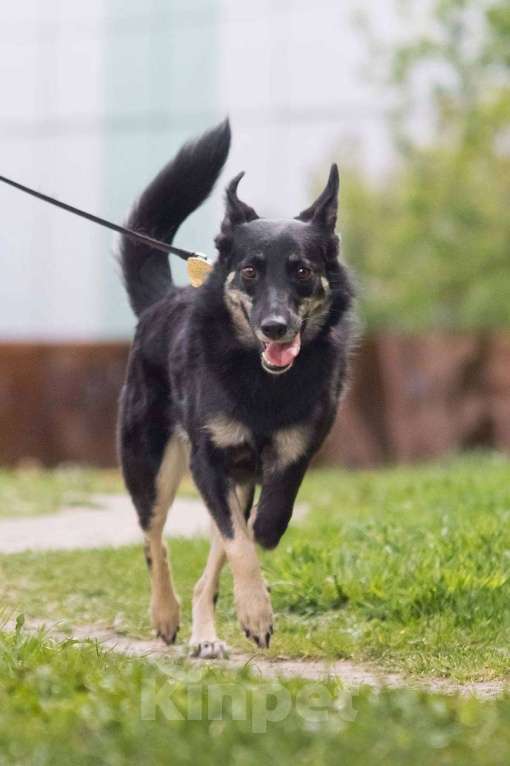 Собаки в других городах Московской области: Стеша ищет семью Девочка, Бесплатно - фото 2