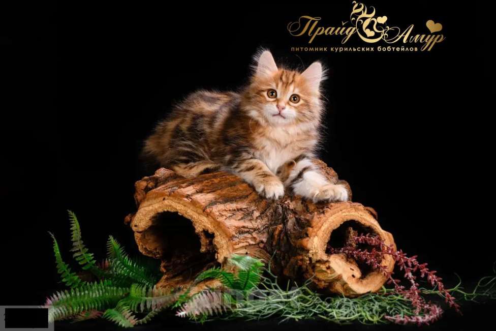 Кошки в Москве: Кошечка золотая Курильского Бобтейла Девочка, Бесплатно - фото 2