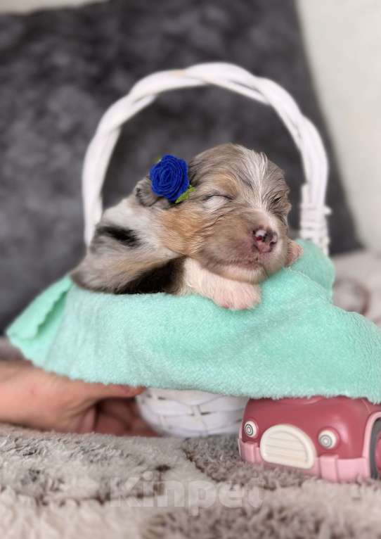 Собаки в Москве: Девочка австралийская овчарки щенок Девочка, Бесплатно - фото 5