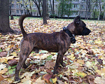 Собаки в Москве: Кобель Ам стафф для вязки Мальчик, Бесплатно - фото 6