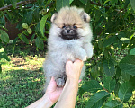 Собаки в Краснодаре: Щенок померанского шпица, 20 000 руб. - фото 1
