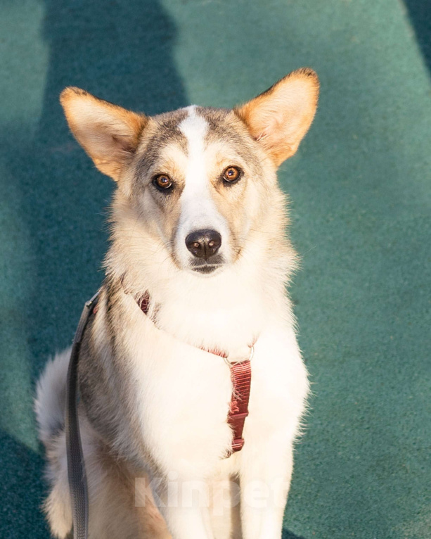 Собаки в Москве: Собака-компаньон в добрые руки Девочка, Бесплатно - фото 6