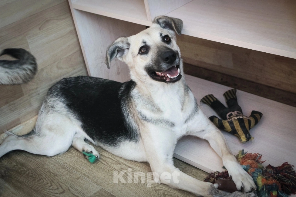 Собаки в других городах Ленинградской области: Небольшая собачка Чара Девочка, 500 руб. - фото 3