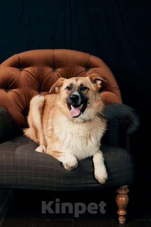 Собаки в Москве: Расти Мальчик, Бесплатно - фото 2