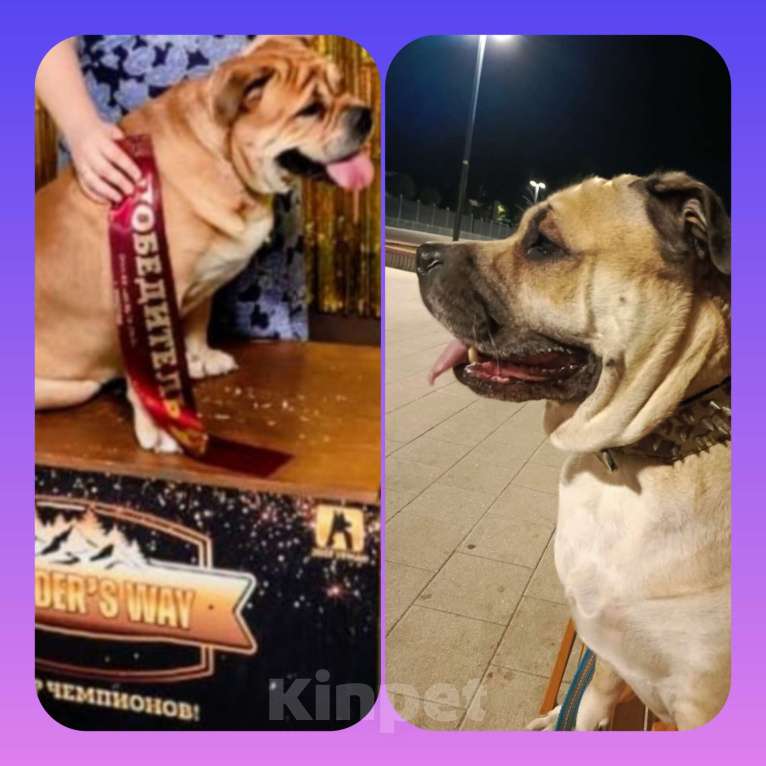 Собаки в Москве: Кадебо Девочка, Бесплатно - фото 5