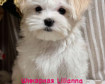 Собаки в Москве: Lilianna Девочка, 85 000 руб. - фото 1