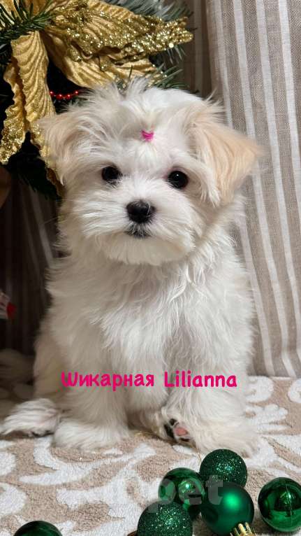 Собаки в Москве: Lilianna Девочка, 85 000 руб. - фото 1