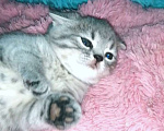 Кошки в Москве: Шотландские котята Девочка, 8 000 руб. - фото 8