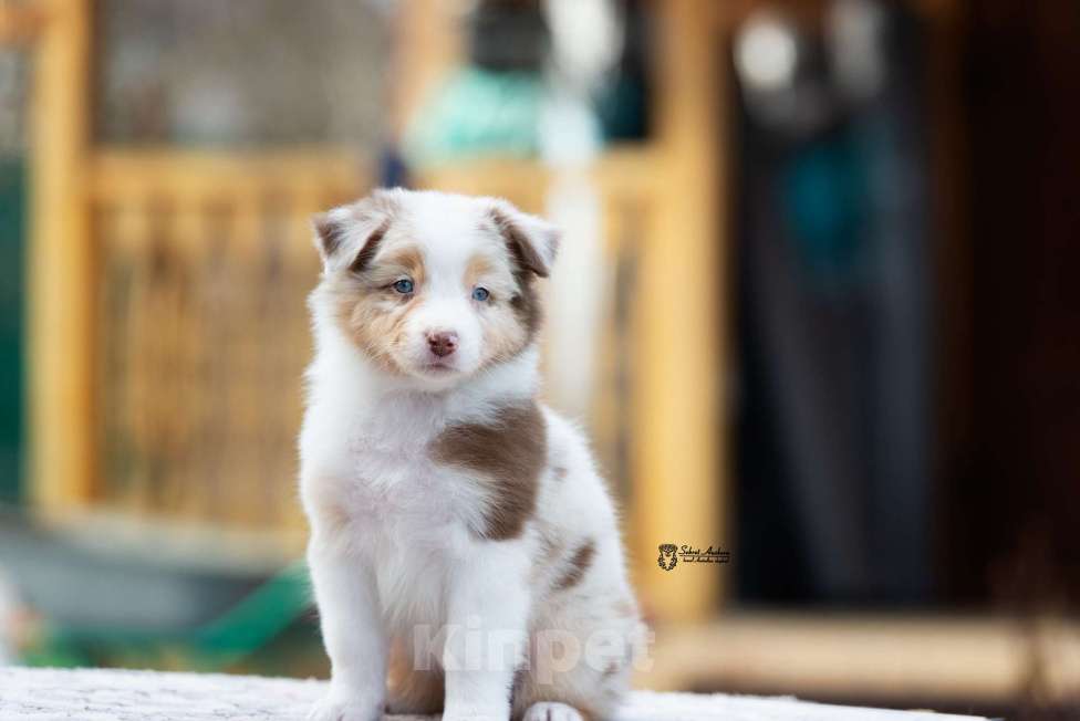 Собаки в Москве: Австралийская овчарка, аусси Девочка, 150 000 руб. - фото 4