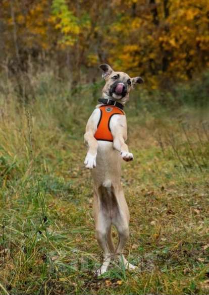 Собаки в Москве: Щенок 5 месяцев Бэмби в добрые руки  Девочка, Бесплатно - фото 2