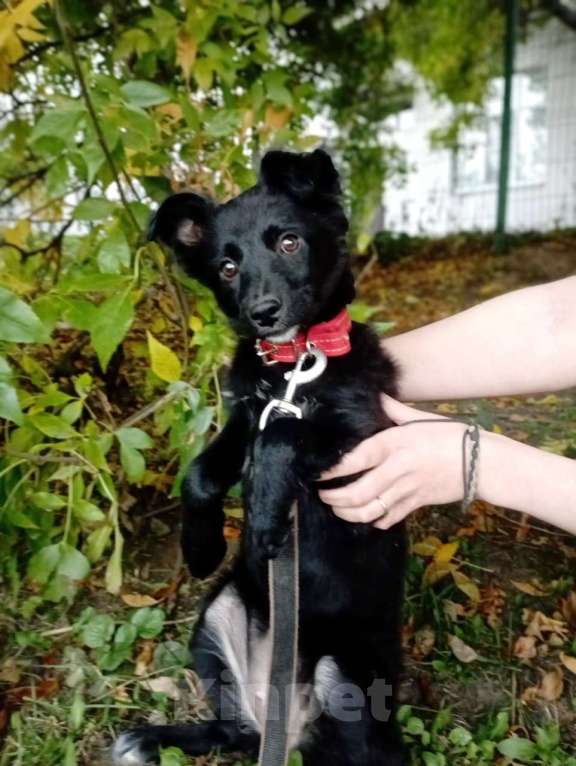 Собаки в Санкт-Петербурге: Маленький щенок с пушистыми ушками Девочка, Бесплатно - фото 4