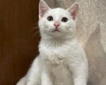 Кошки в Москве: Белый малыш Юки. Котенок в добрые руки. Мальчик, Бесплатно - фото 7