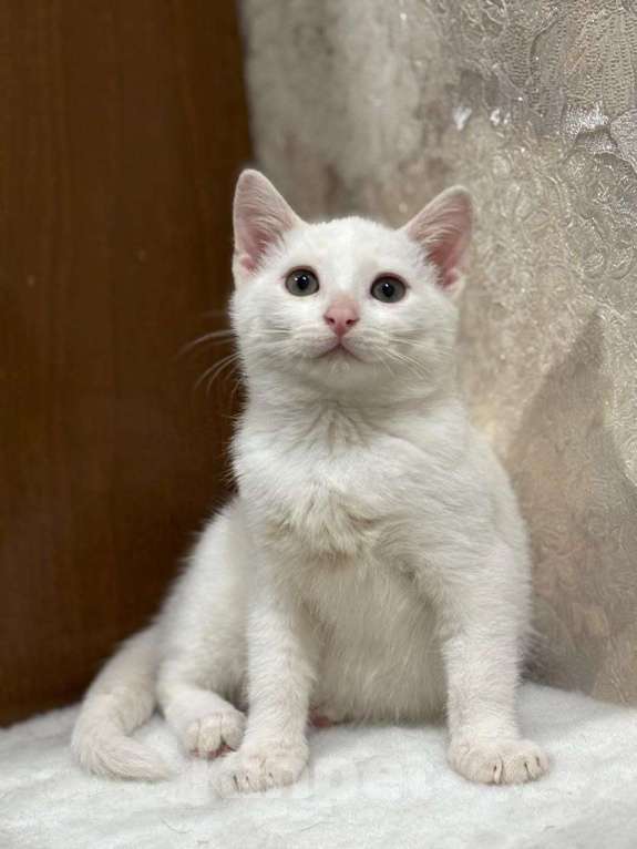 Кошки в Москве: Белый малыш Юки. Котенок в добрые руки. Мальчик, Бесплатно - фото 7