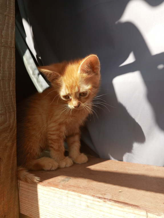 Кошки в Курске: Котята в добрые руки Разнополые, Бесплатно - фото 3