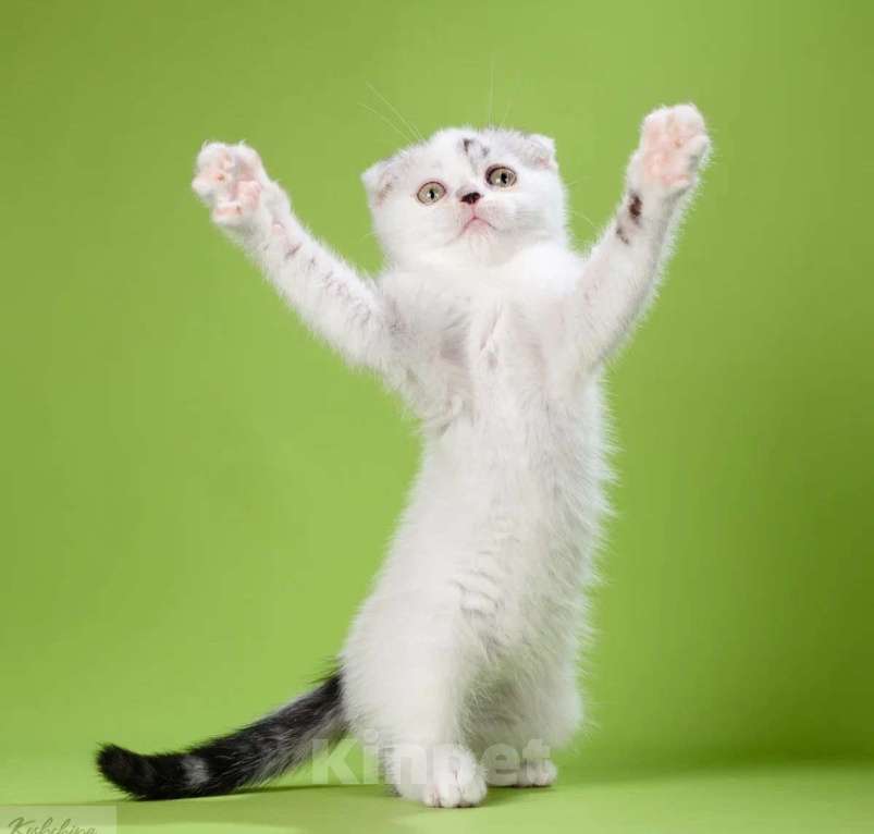 Кошки в Москве: Шотландский непоседа Мальчик, 30 000 руб. - фото 2