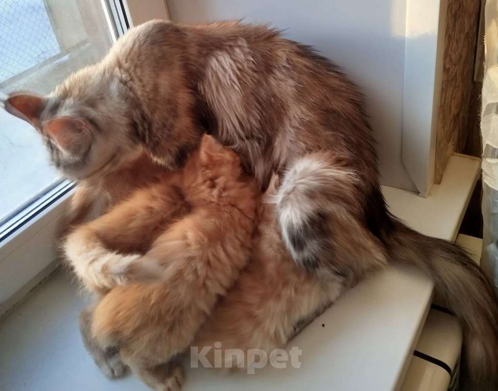 Кошки в Москве: Котята мейн-кун Разнополые, 15 000 руб. - фото 3