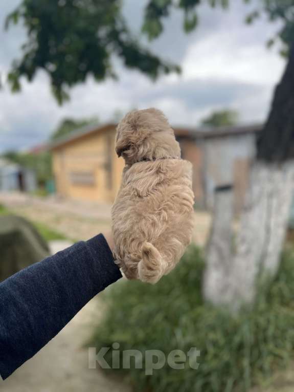 Собаки в других городах Московской области: Мальтипу мальчик f1 Мальчик, 150 000 руб. - фото 3