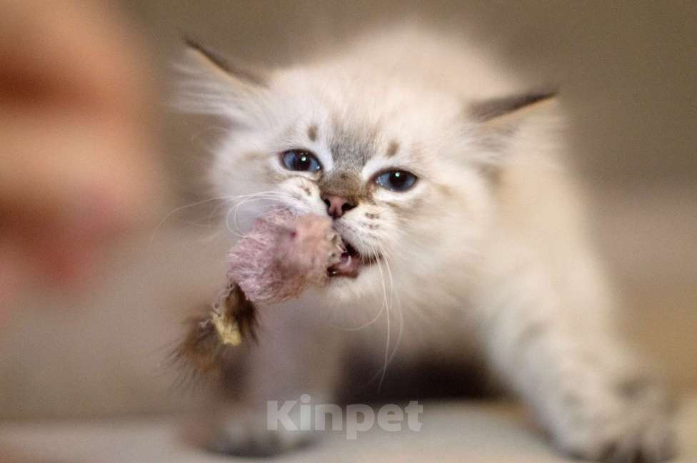 Кошки в Санкт-Петербурге: невский маскарадный котенок Мальчик, 60 000 руб. - фото 4