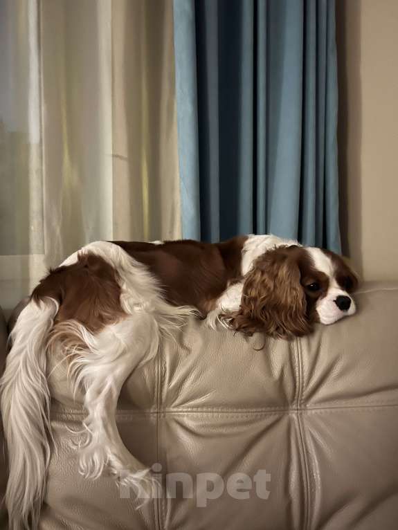 Собаки в Новосибирске: Предлагаю для вязки Мальчик, 40 000 руб. - фото 4