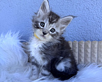 Кошки в Кудрово: Котенок мейн-кун, мальчик , шейдед линия Мальчик, Бесплатно - фото 2