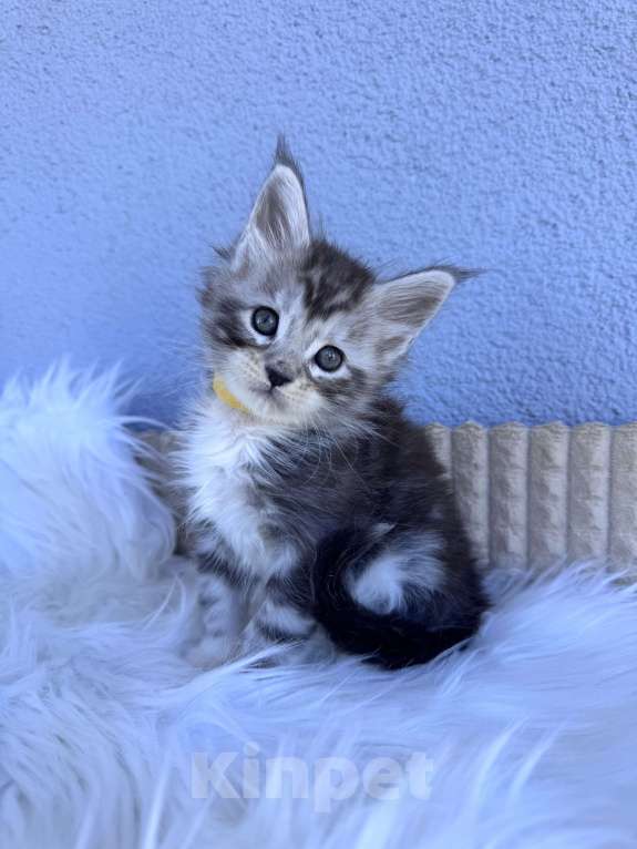 Кошки в Кудрово: Котенок мейн-кун, мальчик , шейдед линия Мальчик, Бесплатно - фото 2