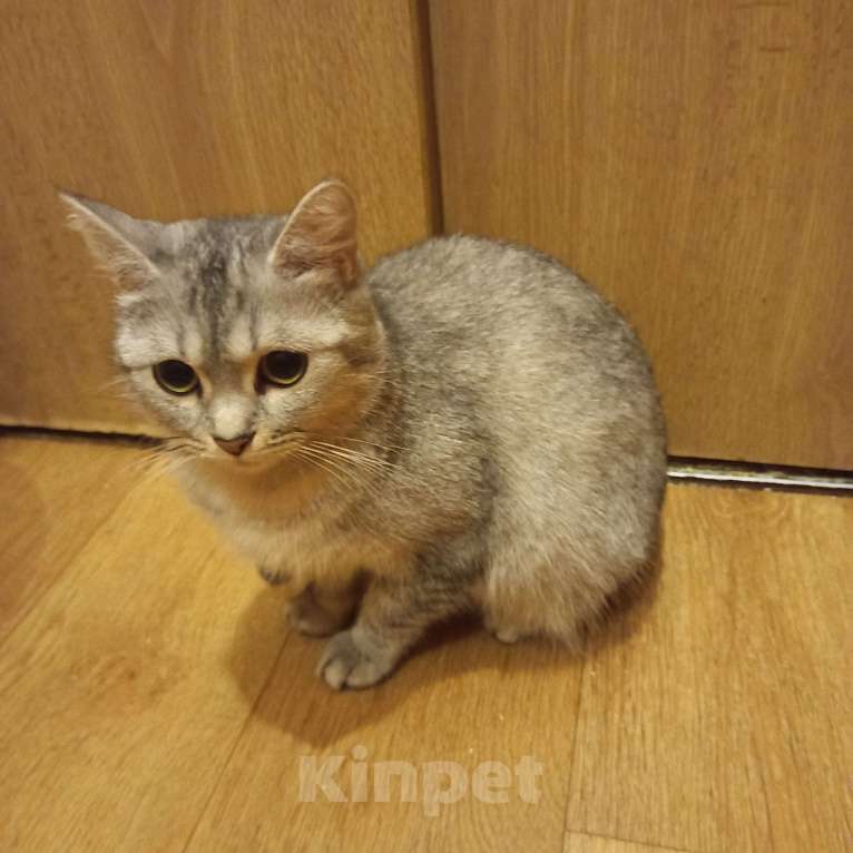 Кошки в Санкт-Петербурге: В добрые руки шотландская девочка. Девочка, 1 000 руб. - фото 5