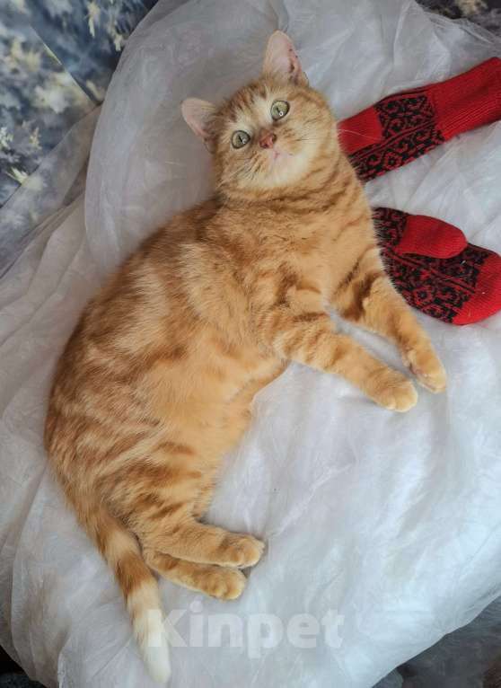 Кошки в Москве: Кошка рыже-мраморного окраса в добрые руки  Девочка, Бесплатно - фото 8