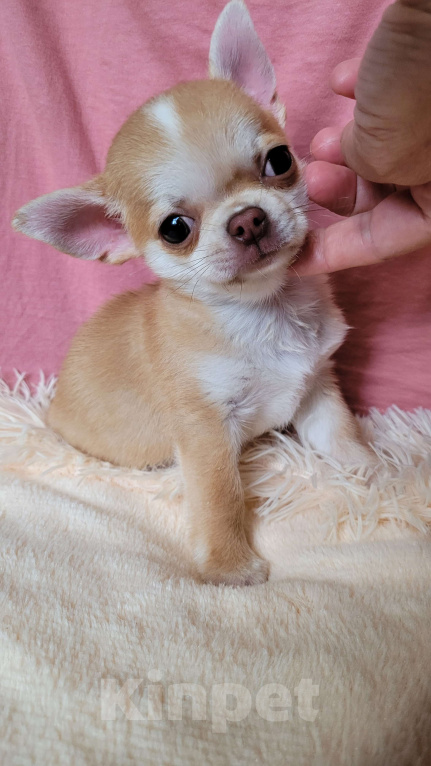 Собаки в Москве: Рыжий Чихуахуа мальчик Мальчик, Бесплатно - фото 3