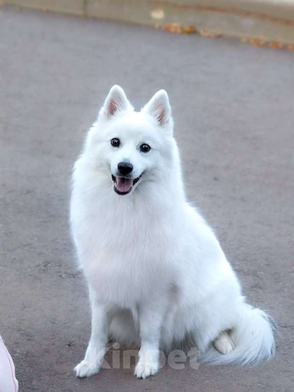 Собаки в Балашове: Японский шпиц Мальчик, 20 000 руб. - фото 5
