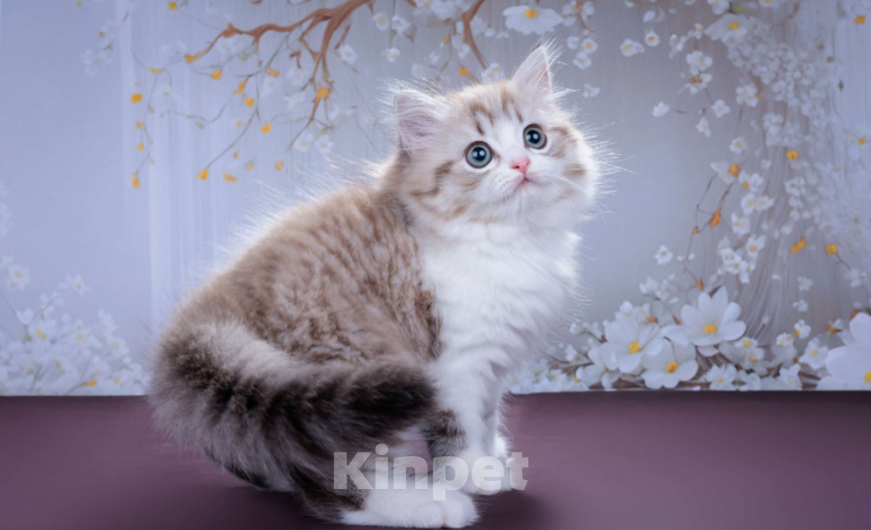 Кошки в Москве: Менуэт Мальчик, 60 000 руб. - фото 5