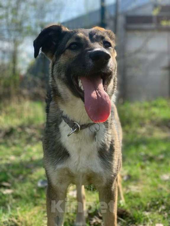 Собаки в Москве: Умница щенок Лапочка в добрые руки Девочка, Бесплатно - фото 6
