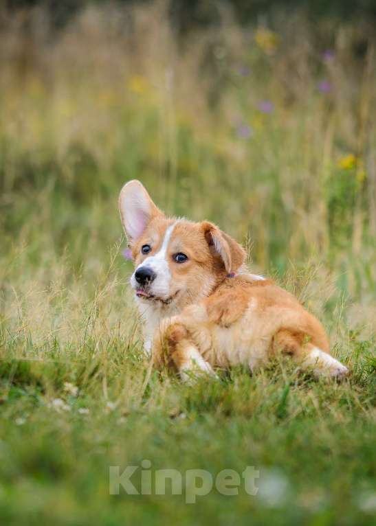 Собаки в Фрязино: Щенок корги, мальчик Мальчик, 65 000 руб. - фото 4