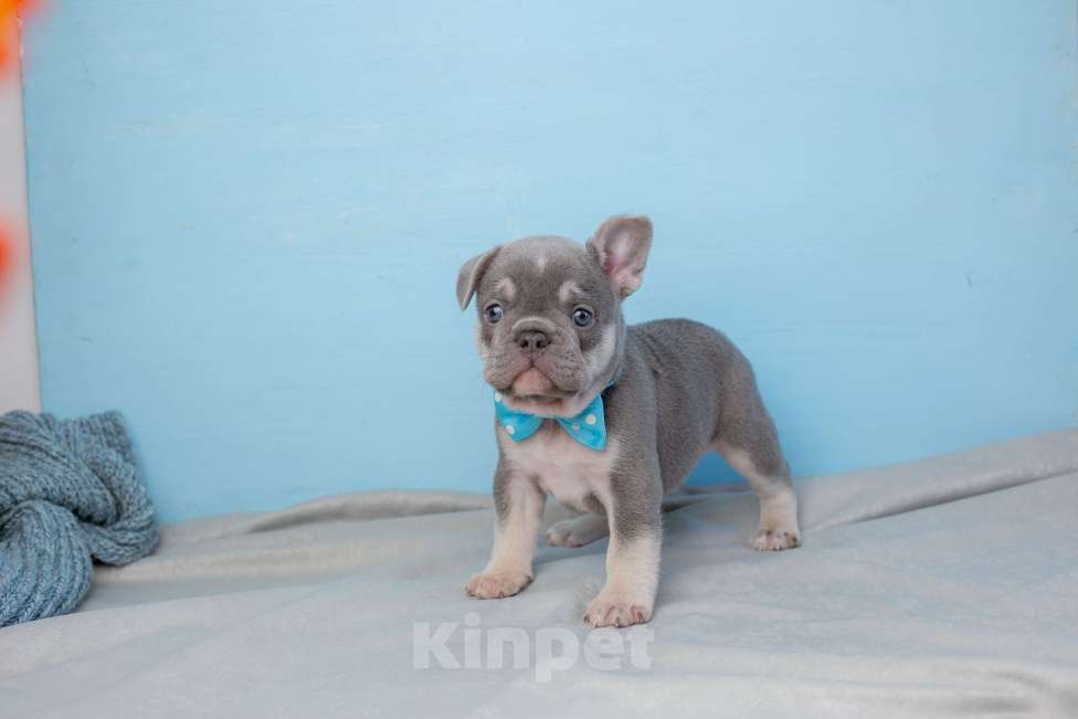 Собаки в Ростове-на-Дону: щенки французского бульдога заводчики Мальчик, Бесплатно - фото 1