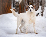 Собаки в Москве: Общительный и дружелюбный Макс ищет дом! Мальчик, Бесплатно - фото 3