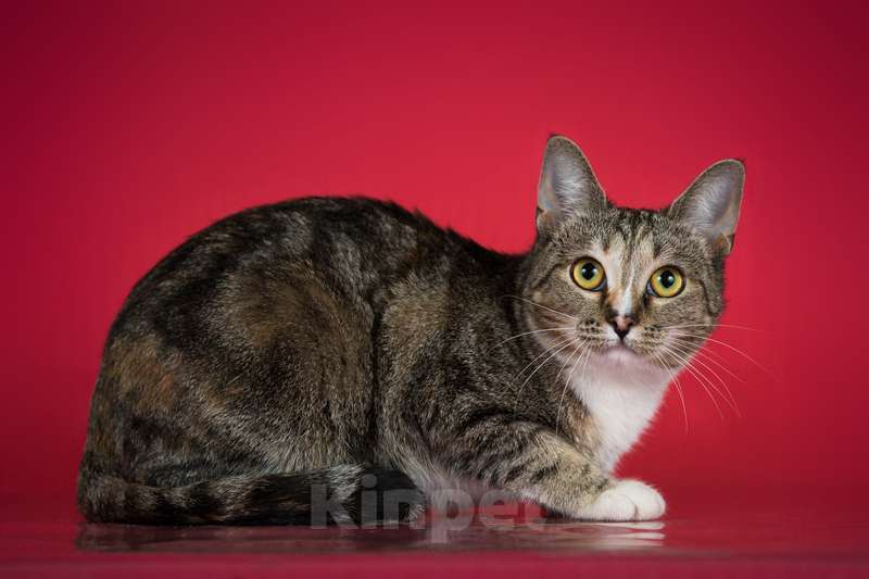 Кошки в Москве: Юная мраморная трехцветная кошечка Мирабэлль в добрые руки Девочка, Бесплатно - фото 3