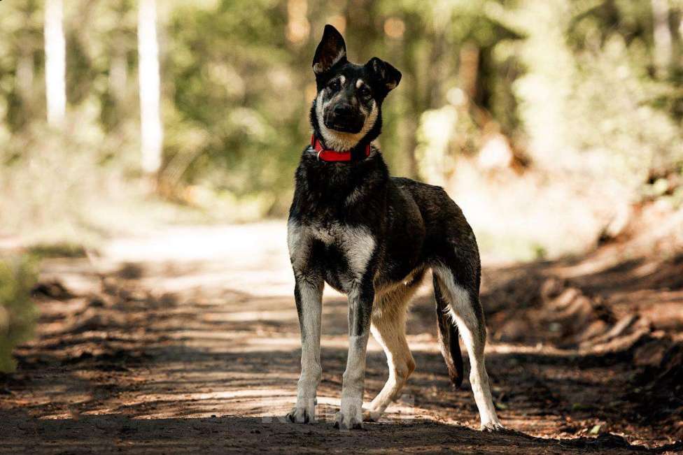 Собаки в Москве: Молодой кобель по кличке Чейз в поисках дома! Мальчик, Бесплатно - фото 5