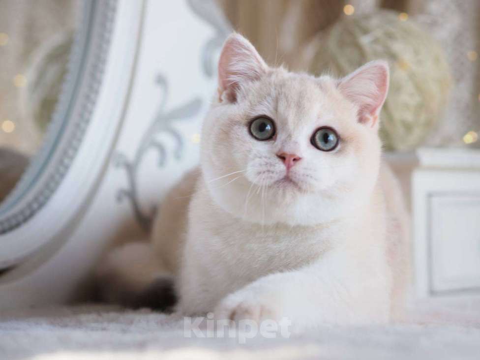 Кошки в Москве: Британский котенок Алюр Мальчик, 150 000 руб. - фото 7