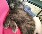 Кошки в Рязани: Кошка Аделаида ищет любящую семью Девочка, Бесплатно - фото 3