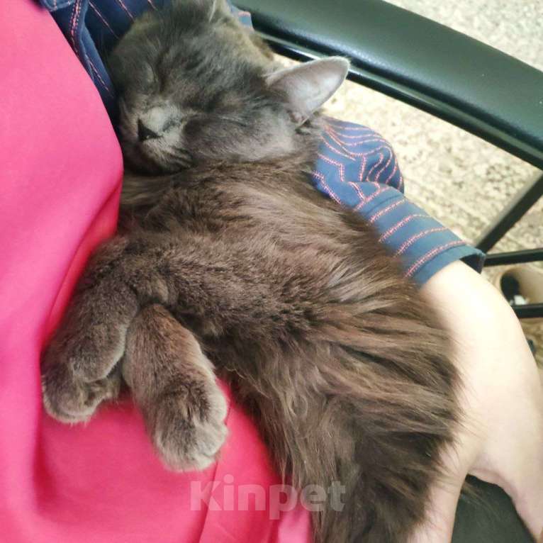 Кошки в Рязани: Кошка Аделаида ищет любящую семью Девочка, Бесплатно - фото 3