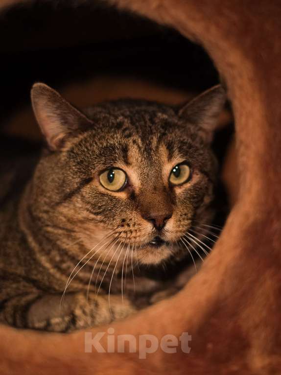 Кошки в Санкт-Петербурге: Котик ищет дом Мальчик, Бесплатно - фото 1