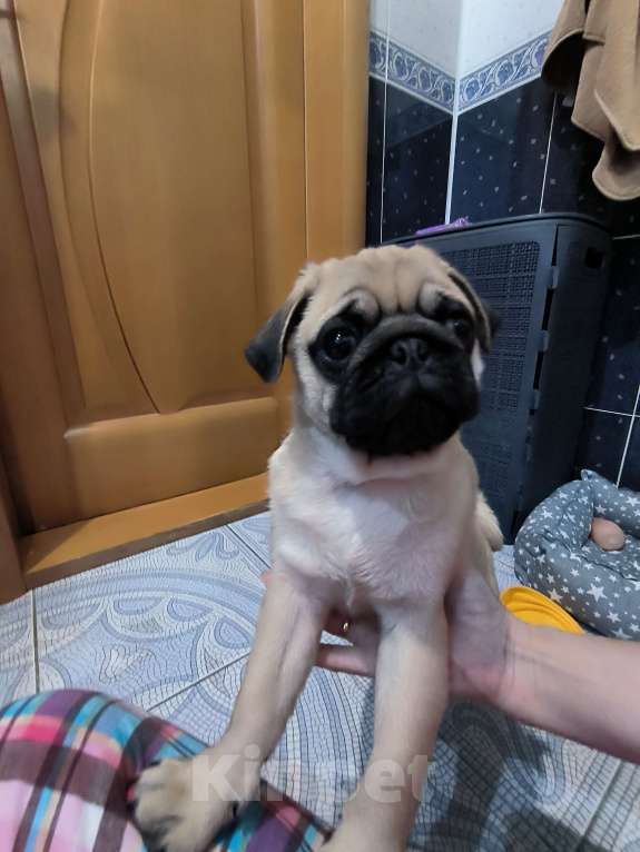 Собаки в Ульяновске: Щенок Мопса Мальчик, 29 000 руб. - фото 5