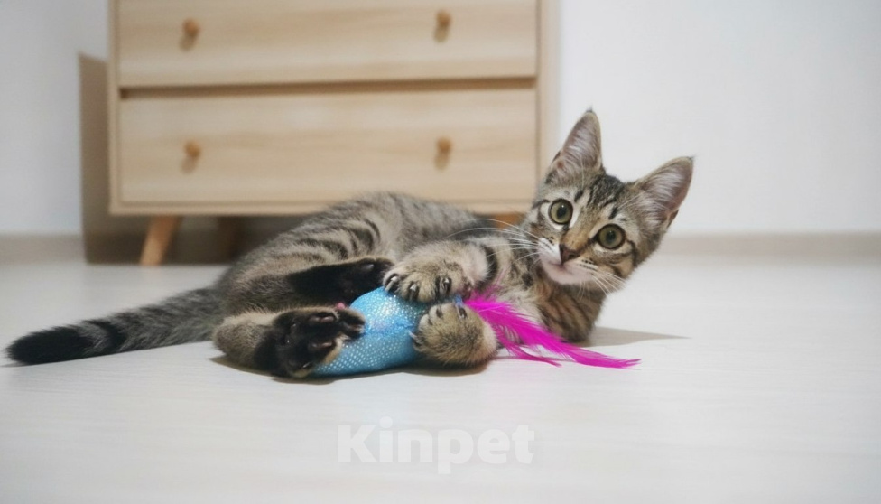 Кошки в Москве: Котенок 3.5 мес Габи ищет дом Девочка, Бесплатно - фото 1
