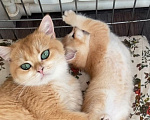 Кошки в Москве: Породистые котята золотая шиншилла Разнополые, Бесплатно - фото 1