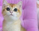 Кошки в Москве: Британская золотая шиншилла девочка Девочка, Бесплатно - фото 2
