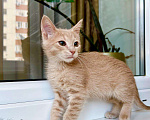 Кошки в Москве: Рыжее чудо, котенок по имени Кекс в добрые руки Мальчик, Бесплатно - фото 7