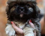 Собаки в Таганроге: Щенки Пекинеса 5000 руб.  Мальчик, 5 000 руб. - фото 2